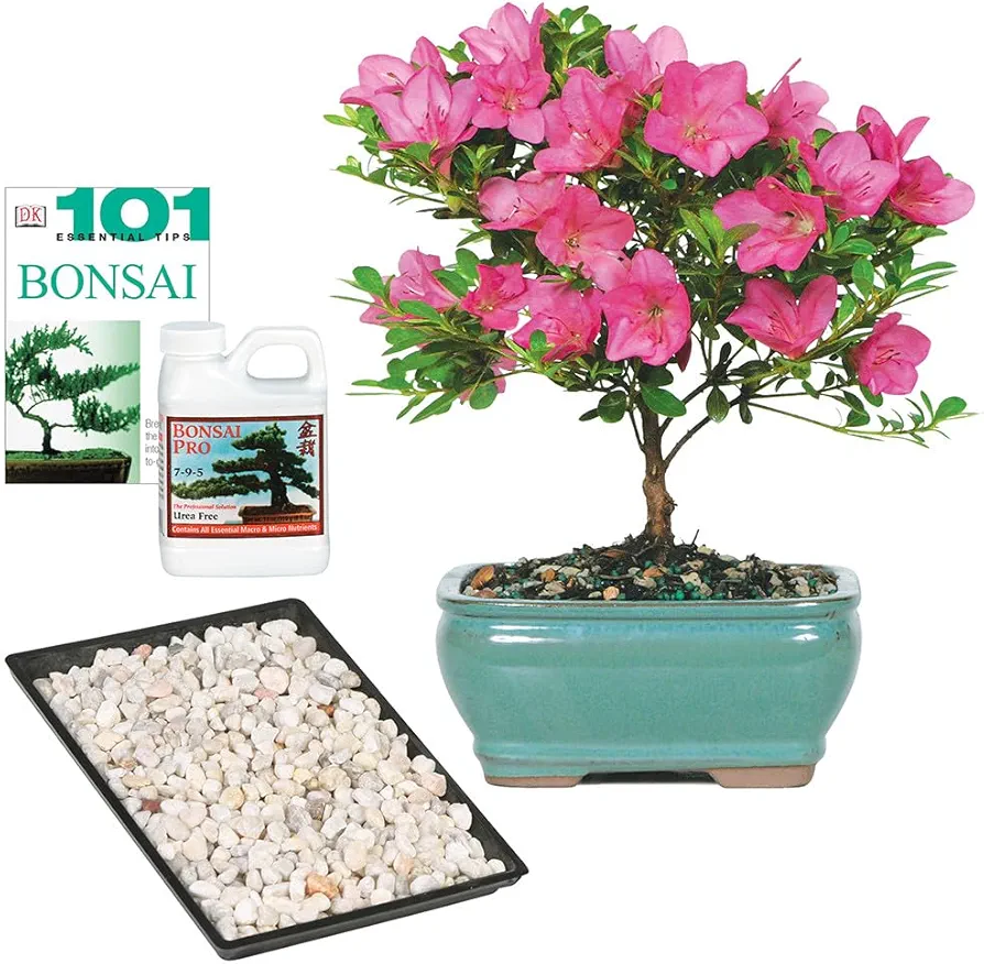 Brussel's Live Satsuki Azalea Outdoor Bonsai Tree - Complete Gift Set - 5 Years Old; 6" to 8" Tall with Decorative Container, Humidity Tray, Deco Rock, Bonsai Pro Fertilizer & Book